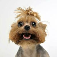 Yorkshire terrier dans blanc Contexte avec ouvert bouche photo