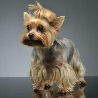 Yorkshire terrier rester dans le brillant sol photo