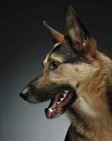 allemand berger portrait dans le gris studio photo