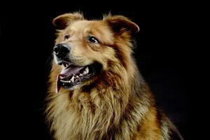 agréable marron chien portrait dans une foncé studio photo