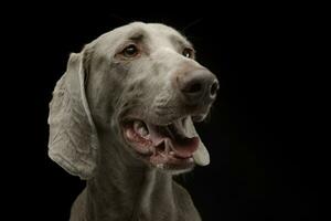 magnifique homme de Weimar dans le foncé photo studio