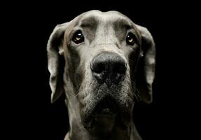 portrait de un adorable deutsche chien à la recherche avec curiosité à le caméra photo