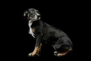 studio coup de une charmant mixte race chien photo