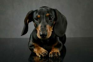 le teckel portrait sur le foncé gris studio photo