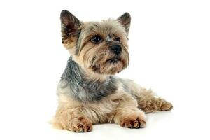 Yorkshire terrier mensonge dans blanc studio Contexte photo