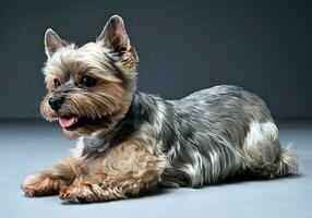 Yorkshire terrier portrait dans une foncé studio photo