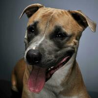 Staffordshire terrier souriant dans une foncé studio photo