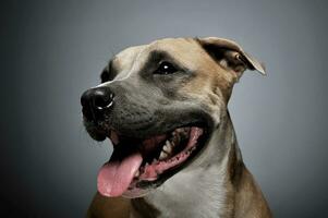 studio coup de une charmant Staffordshire terrier photo