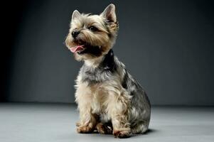 studio coup de un adorable Yorkshire terrier à la recherche satisfait photo