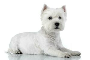 studio coup de une mignonne Ouest montagnes blanc terrier photo