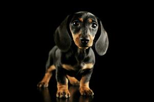 studio coup de un adorable teckel chiot photo