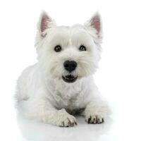 studio coup de une mignonne Ouest montagnes blanc terrier photo