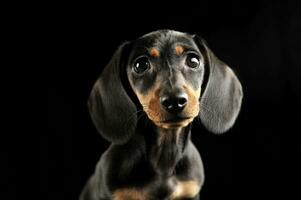 chiot teckel portrait dans une foncé studio photo