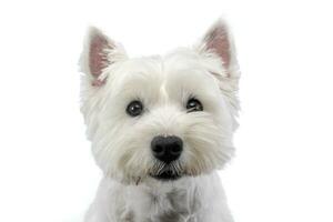 portrait de une mignonne Ouest montagnes blanc terrier photo