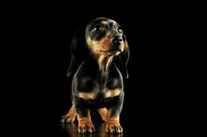 studio coup de un adorable teckel chiot photo