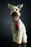 blanc marrant chien dans une foncé studio photo