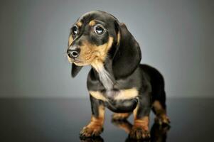 studio coup de un adorable teckel chiot photo