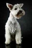 marrant chien avec en volant oreilles portrait dans foncé photo studio