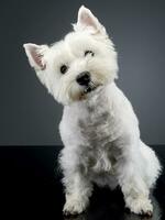 studio coup de une mignonne Ouest montagnes blanc terrier photo