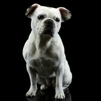 blanc français bouledogue avec marrant oreilles posant dans une foncé photo studio