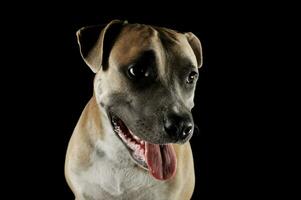 studio portrait coup de une charmant Staffordshire terrier photo