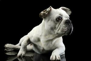 blanc français bouledogue avec marrant oreilles posant dans une foncé photo studio