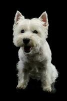 studio coup de un adorable Ouest montagnes blanc terrier photo