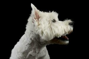 portrait de un adorable Ouest montagnes blanc terrier photo