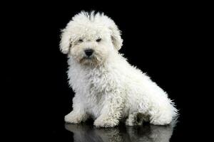 studio coup de une mignonne puli chien photo