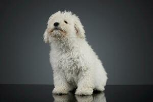 studio coup de une mignonne puli chiot photo