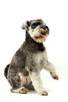 studio coup de un adorable miniature schnauzer photo