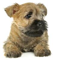 chiot cairn terrier mensonge sur le sol photo