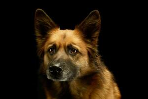 portrait de un adorable mixte race chien photo