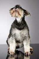 studio coup de un adorable miniature schnauzer photo