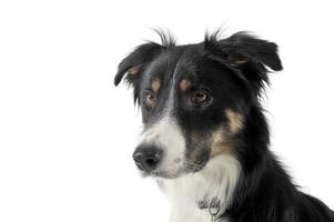 portrait de un adorable berger chien à la recherche avec curiosité à le caméra photo