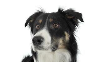 portrait de un adorable berger chien à la recherche effrayé photo