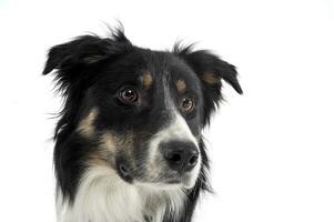 portrait de un adorable berger chien à la recherche avec curiosité photo