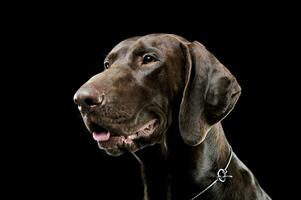 studio photo du visage de une charmant deutsch kurzhaar