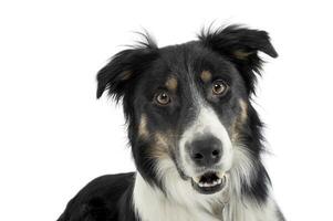 portrait de un adorable berger chien à la recherche avec curiosité à le caméra photo