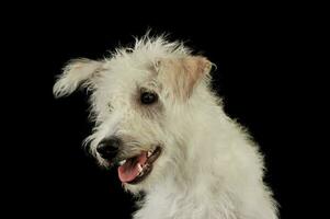 portrait de un adorable mixte race chien photo