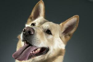 allemand berger portrait dans une foncé studio photo