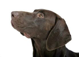 allemand aiguille portrait dans blanc studio photo