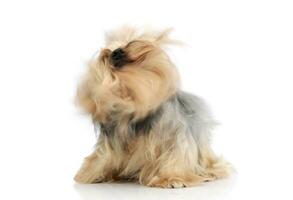 Yorkshire terrier dans une quoi qu'il en soit photo studio