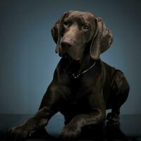 allemand aiguille mensonge dans une foncé studio de photographie photo