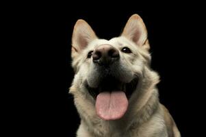 allemand berger portrait dans une foncé studio photo