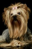 portrait de un adorable Yorkshire terrier yorkie photo