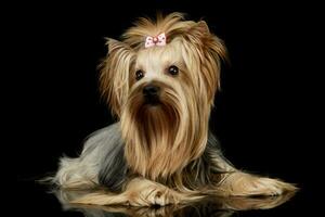 studio coup de un adorable Yorkshire terrier yorkie photo