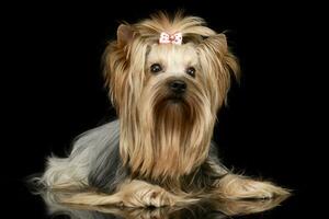 magnifique Yorkshire terrier mensonge dans une brillant noir studio sol photo