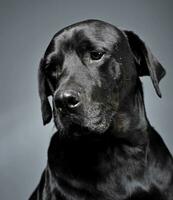 mixte race noir chien portrait dans foncé studio photo