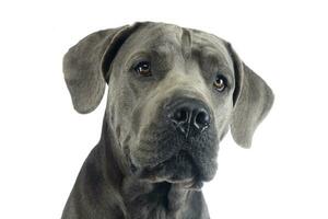 chiot canecorso portrait dans blanc studio photo